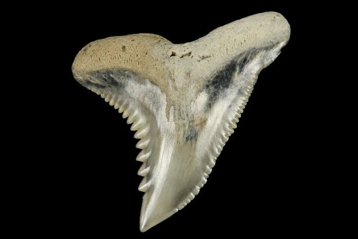 Snaggletooth Shark (Hemipristis) Tooth - Aurora, NC #180136